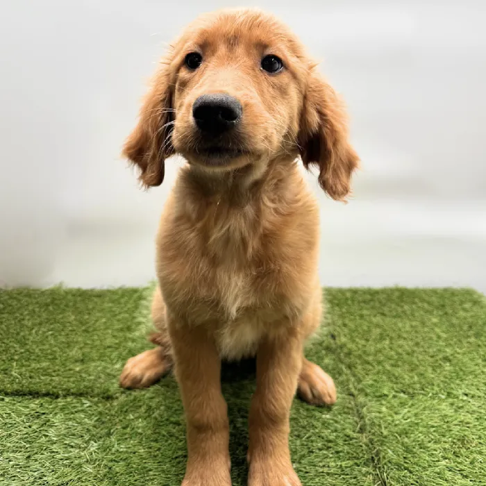 Puppyland Tolleson Picture 4