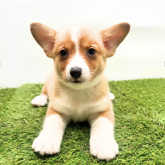 Puppyland Tolleson Picture 6