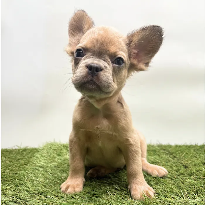 Puppyland Tolleson Picture 5