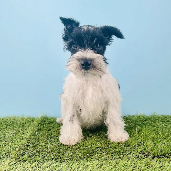 Puppyland Tolleson Picture 7
