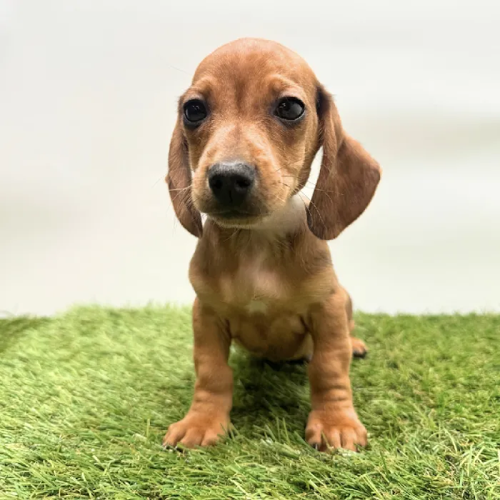 Puppyland Tolleson Picture 8