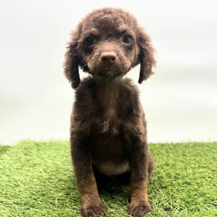 Puppyland Tolleson Picture 10
