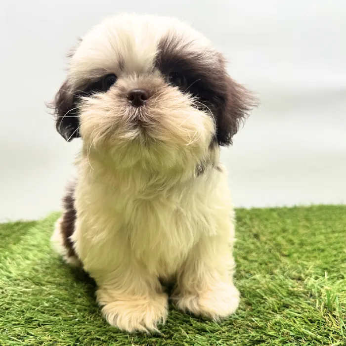Puppyland Tolleson Picture 9