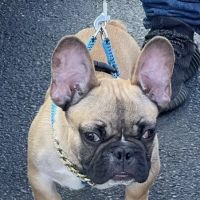 East Lebanon Animal Clinic ico