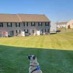 Annville Veterinary Hospital