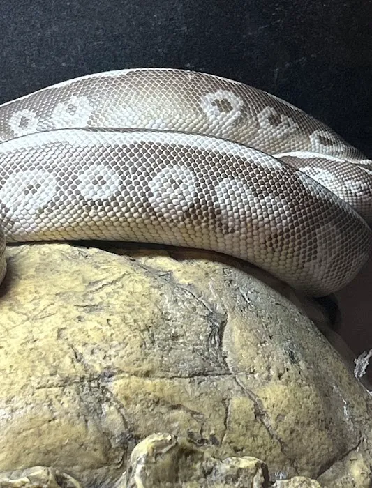 Scales 'N Tails Phoenix West Picture 7