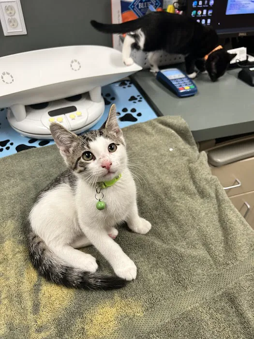 Annville-Cleona Veterinary Associates, Inc. Picture 7