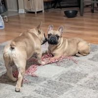 OG Pet Shop ico