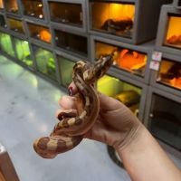 CUSTOM CREATURES PET SHOP ico
