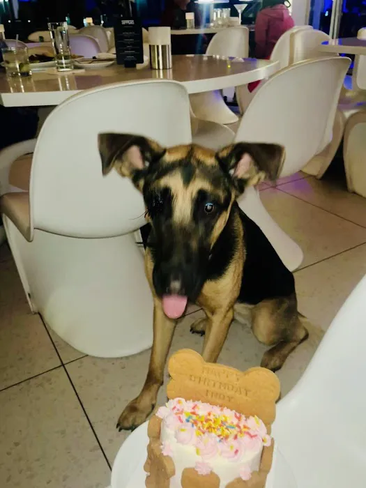 Donnie's Doggie Desserts LLC Picture 4