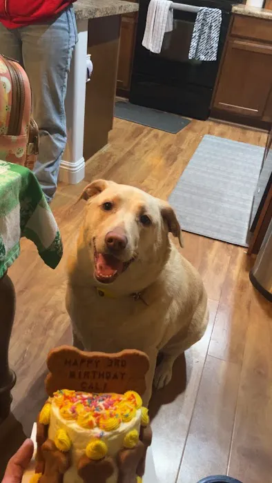 Donnie's Doggie Desserts LLC Picture 9