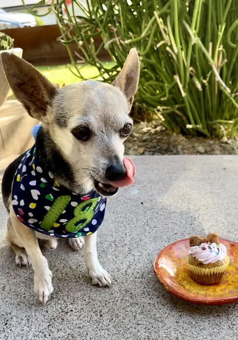 Donnie's Doggie Desserts LLC Picture 10
