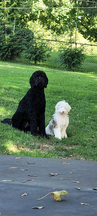 Greys and Strays LLC Picture 6