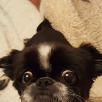 Central PA Veterinary Rehab ico