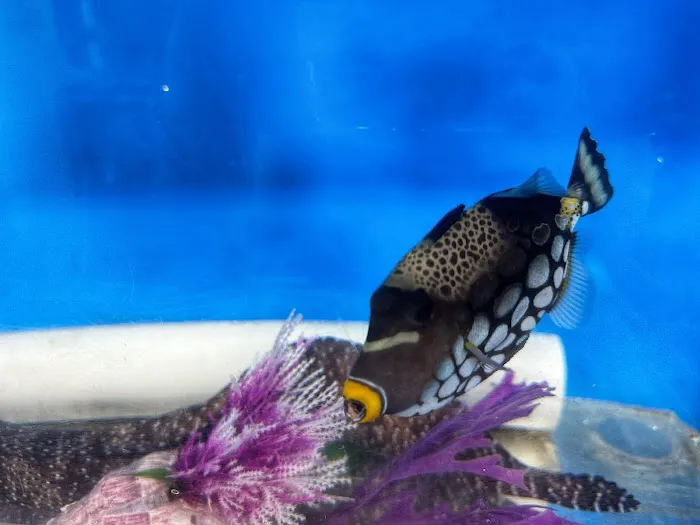 That Big Fish Store Picture 10