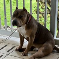 Palmyra Animal Clinic ico