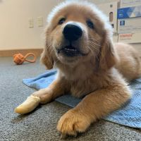 Valley Animal Hospital LLC ico