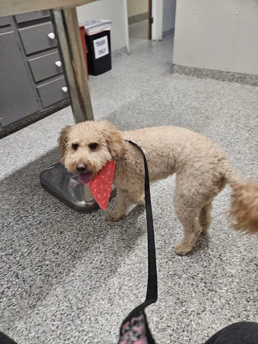 Valley Animal Hospital LLC Picture 4