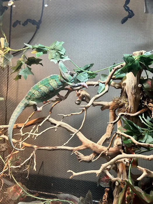 LLLReptile & Supply Phoenix Picture 5