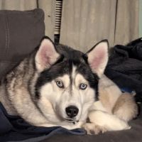 Pine Grove Animal Clinic ico