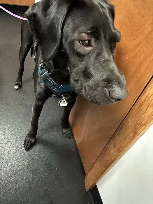 Pine Grove Animal Clinic Picture 7