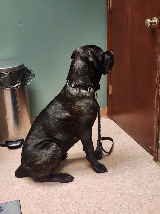 Vetcetera Pet Healthcare Centre Picture 1