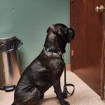Vetcetera Pet Healthcare Centre