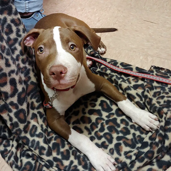 Vetcetera Pet Healthcare Centre Picture 4