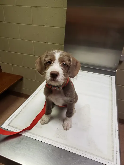Vetcetera Pet Healthcare Centre Picture 9
