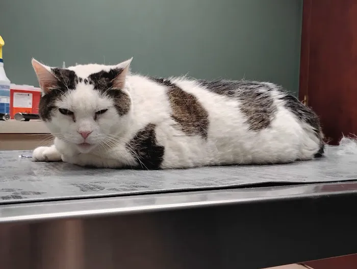 Vetcetera Pet Healthcare Centre Picture 7
