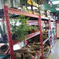 Scales 'N Tails Phoenix Central ico