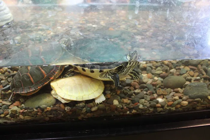 Scales 'N Tails Phoenix Central Picture 5