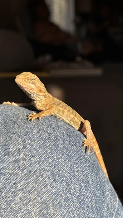 Scales 'N Tails Phoenix Central Picture 4