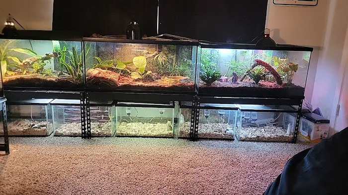 Scales 'N Tails Phoenix Central Picture 6