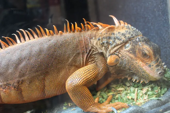 Scales 'N Tails Phoenix Central Picture 8