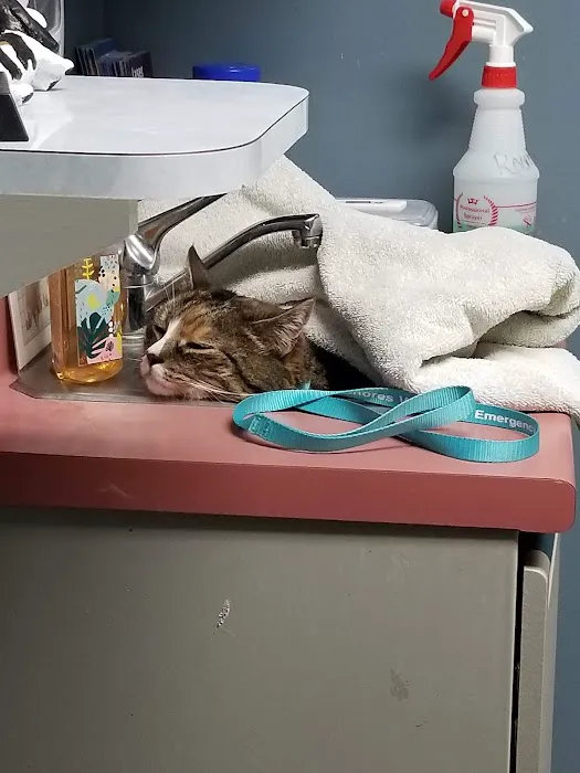 Columbia Animal Hospital Picture 2