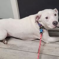 Columbia Animal Hospital ico
