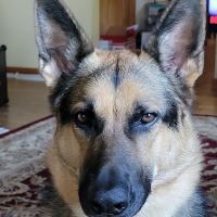 Bret Greenberg DVM & Associates Companion Animal Clinic ico