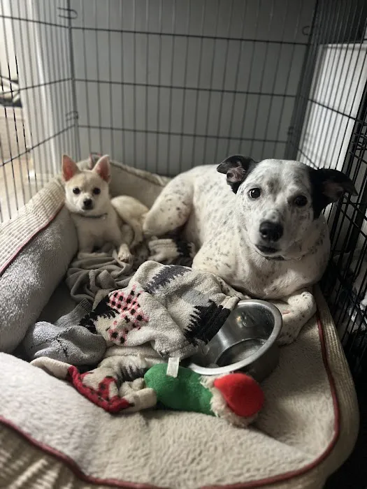 Bret Greenberg DVM & Associates Companion Animal Clinic Picture 6
