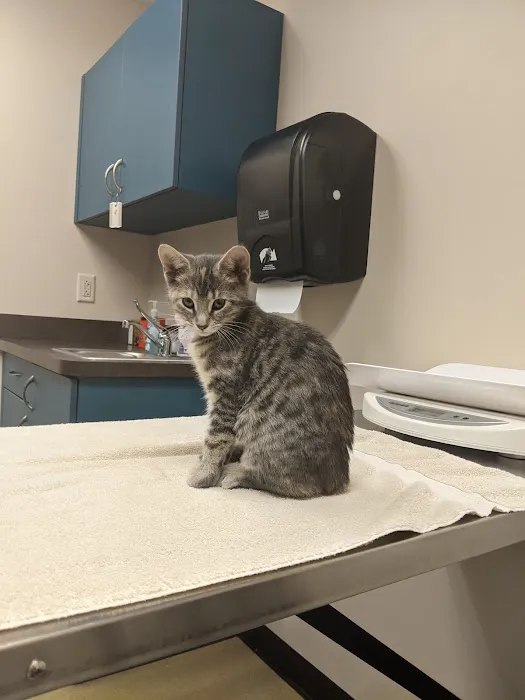 Bret Greenberg DVM & Associates Companion Animal Clinic Picture 9