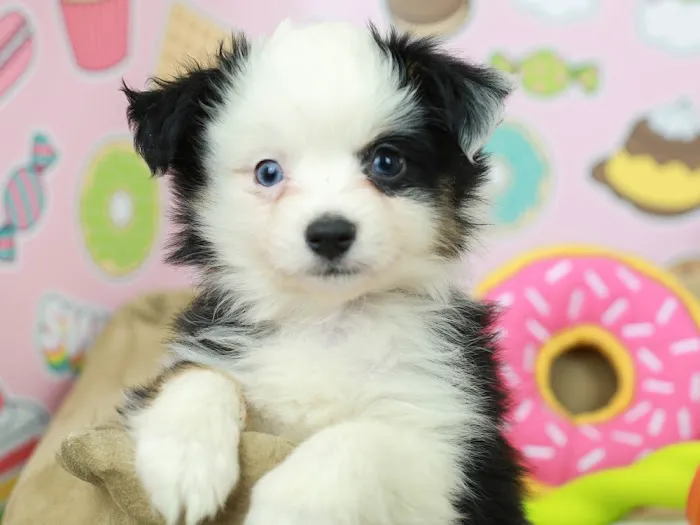 Puppies N Love Picture 3