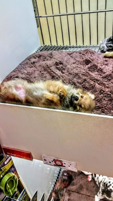 Puppies N Love Picture 4