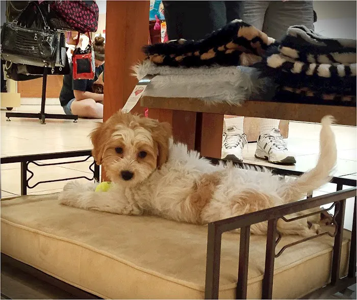 Puppies N Love Picture 7