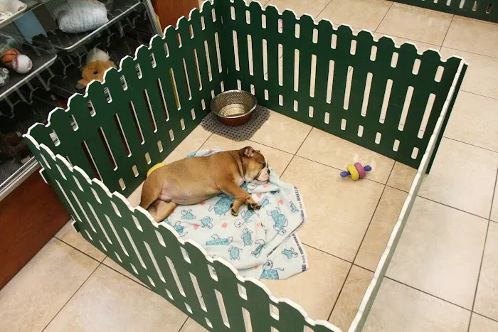 Puppies N Love Picture 8