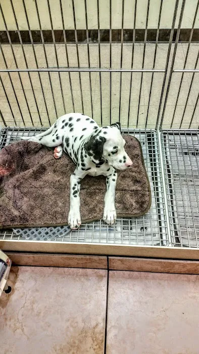 Puppies N Love Picture 10