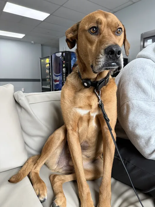 Eclipse Specialty & Emergency Pet Care Picture 2