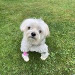 Eclipse Specialty & Emergency Pet Care