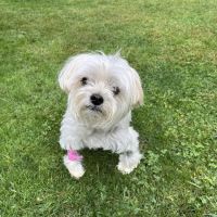 Eclipse Specialty & Emergency Pet Care ico