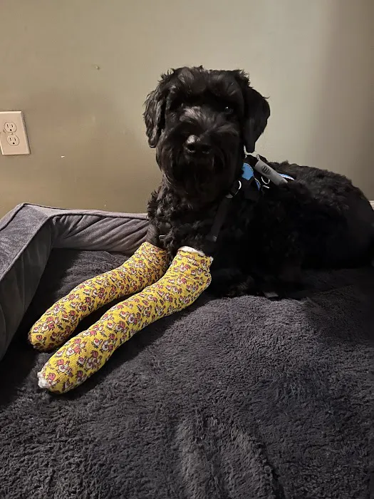 Eclipse Specialty & Emergency Pet Care Picture 3