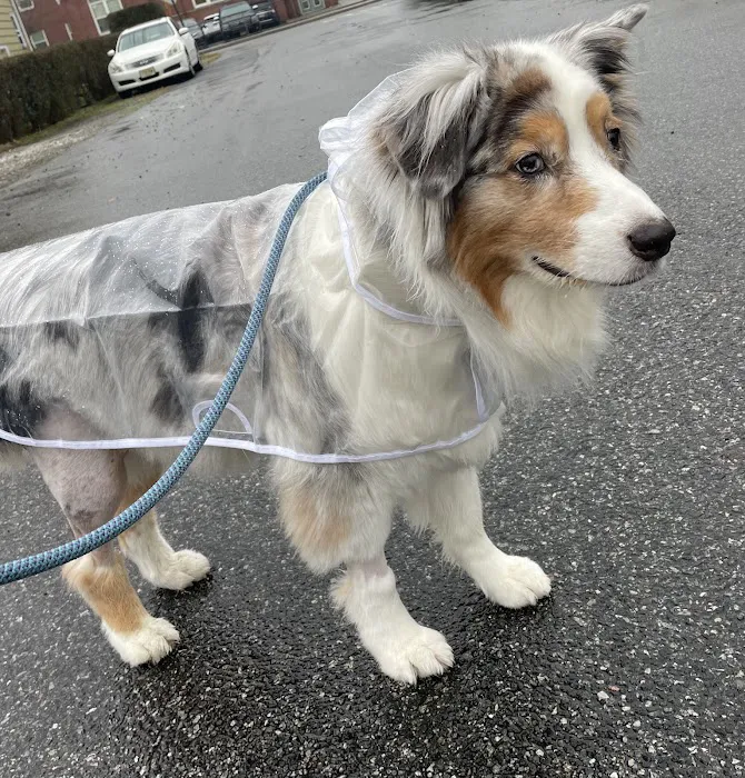 Eclipse Specialty & Emergency Pet Care Picture 8
